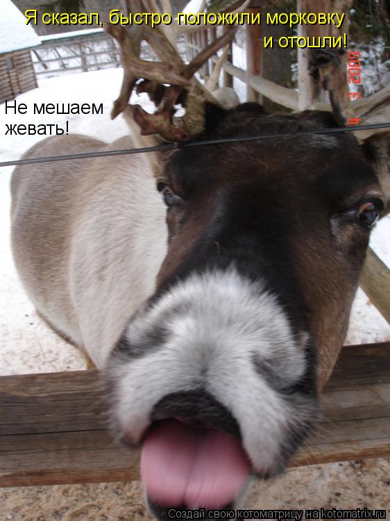 Котоматрица: Я сказал, быстро положили морковку  и отошли!  Не мешаем жевать!
