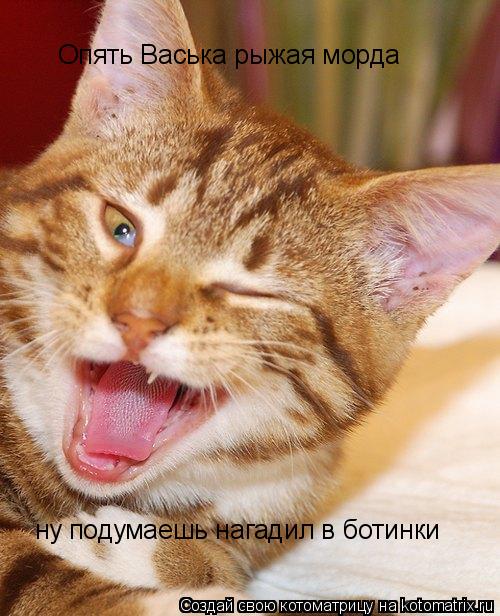 Котоматрица: Опять Васька рыжая морда  ну подумаешь нагадил в ботинки
