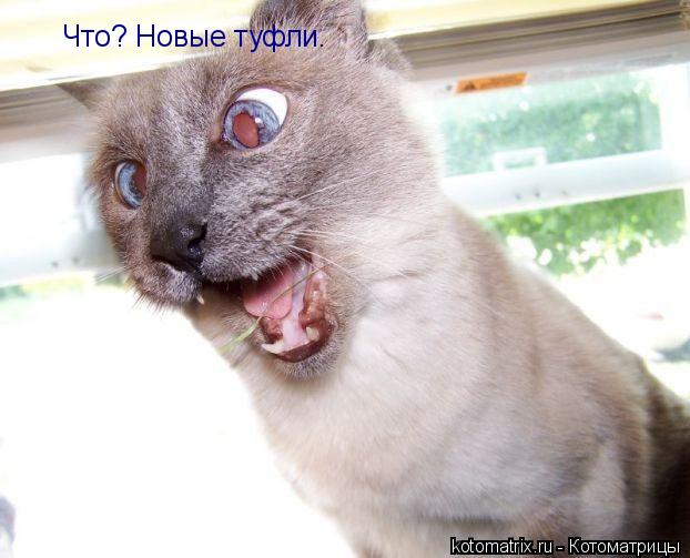 Котоматрица: Что? Новые туфли.