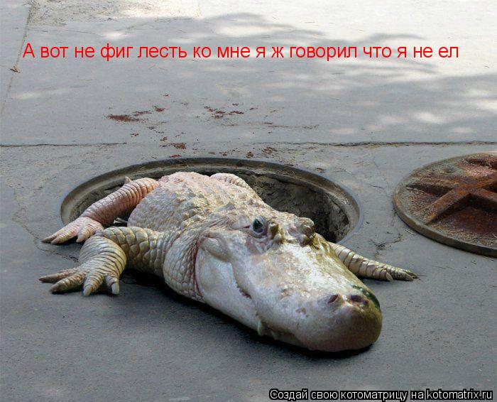 Котоматрица: А вот не фиг лесть ко мне я ж говорил что я не ел