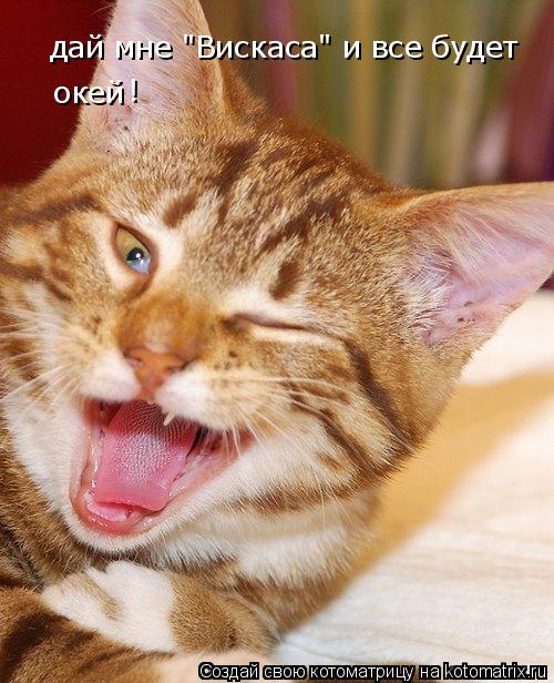 Котоматрица: дай мне "Вискаса" и все будет  окей !