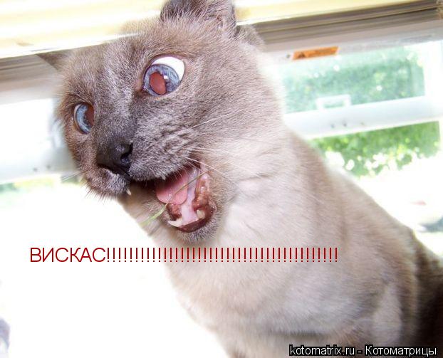 Котоматрица: ВИСКАС!!!!!!!!!!!!!!!!!!!!!!!!!!!!!!!!!!!!!!!!!