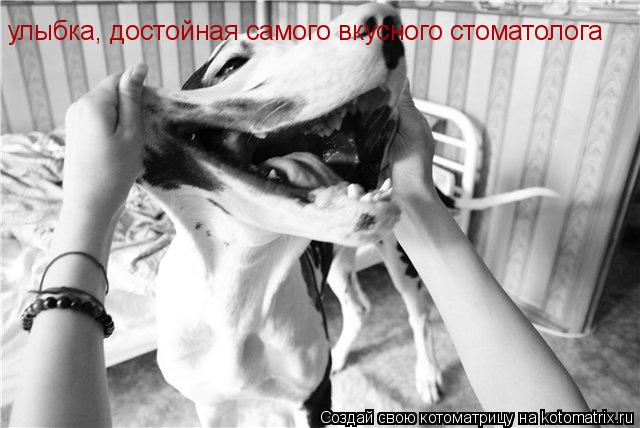 Котоматрица: улыбка, достойная самого вкусного стоматолога
