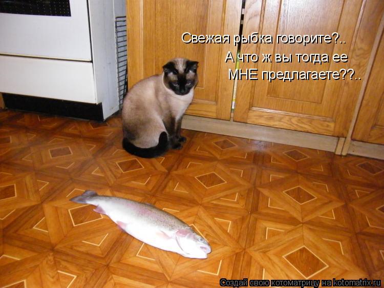 Котоматрица: Свежая рыбка говорите?.. А что ж вы тогда ее  МНЕ предлагаете??..