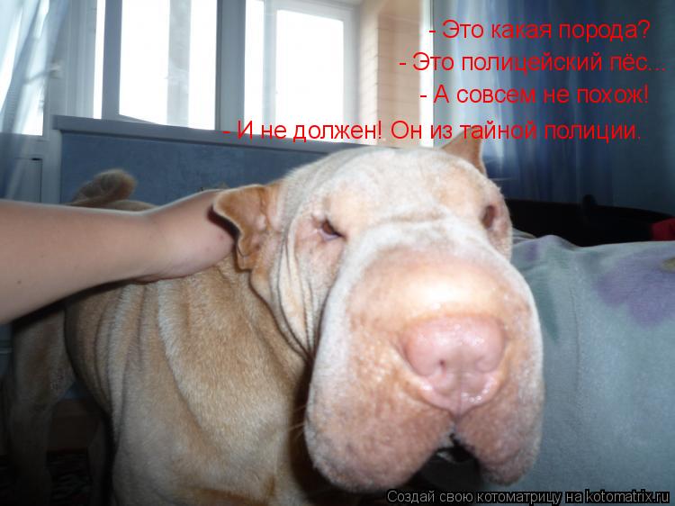 Котоматрица: - Это какая порода? - Это полицейский пёс... - А совсем не похож! - И не должен! Он из тайной полиции…
