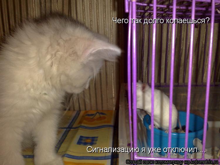 Котоматрица: Чего так долго копаешься? Сигнализацию я уже отключил....