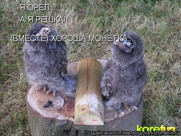 Котоматрица: -Я ОРЕЛ -А Я РЕШКА! (ВМЕСТЕ) ХОРОША МОНЕТКА...