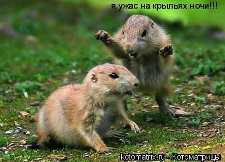 Котоматрица: я ужас на крыльях ночи!!!