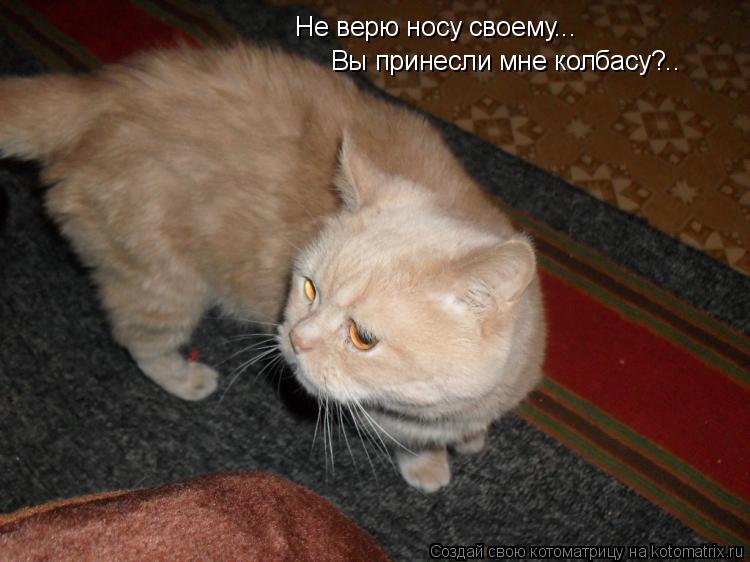Котоматрица: Не верю носу своему... Вы принесли мне колбасу?..