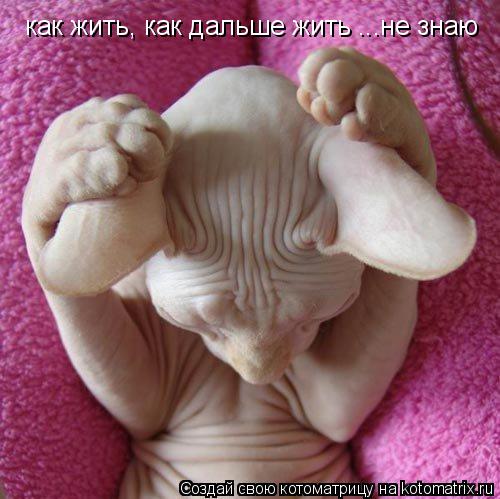 Котоматрица: как жить, как дальше жить ...не знаю