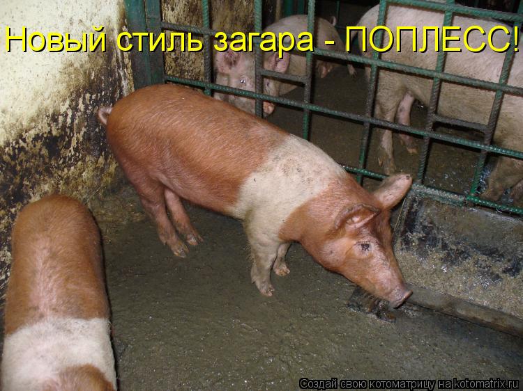 Котоматрица: Новый стиль загара - ПОПЛЕСС!