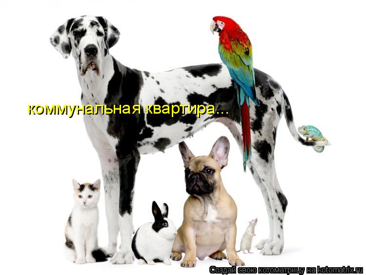 Котоматрица: коммунальная квартира...