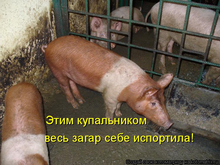 Котоматрица: Этим купальником   весь загар себе испортила!