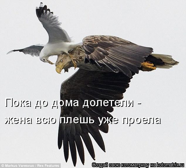 Котоматрица: Пока до дома долетели -  жена всю плешь уже проела
