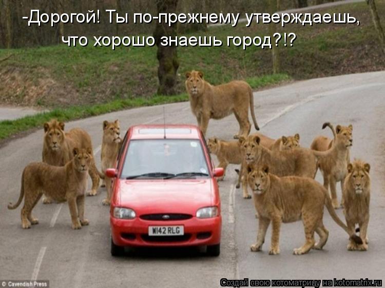-Дорогой! Ты по-прежнему утверждаешь, что хорошо знаешь город?!?... Котоматрица: -Дорогой! Ты по-прежнему утверждаешь, что хорошо знаешь город?!?