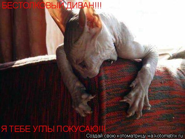 Котоматрица: БЕСТОЛКОВЫЙ ДИВАН!!! Я ТЕБЕ УГЛЫ ПОКУСАЮ!!!