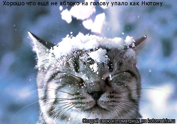 Котоматрица: Хорошо что ещё не яблоко на голову упало как Нютону