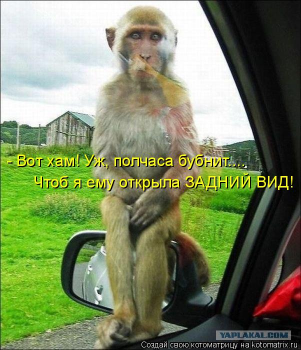 - Вот хам! Уж, полчаса бубнит.... Чтоб я ему открыла ЗАДНИЙ ВИД!... Котоматрица: - Вот хам! Уж, полчаса бубнит.... Чтоб я ему открыла ЗАДНИЙ ВИД!