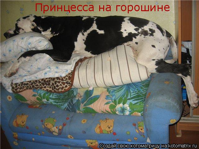 Котоматрица: Принцесса на горошине