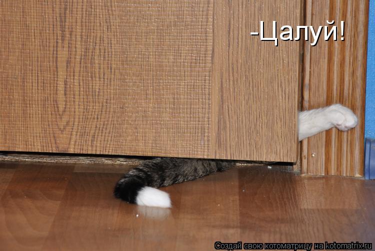 Котоматрица: -Цалуй!