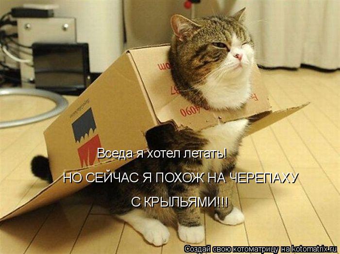 Котоматрица: Вседа я хотел летать! НО СЕЙЧАС Я ПОХОЖ НА ЧЕРЕПАХУ С КРЫЛЬЯМИ!!!