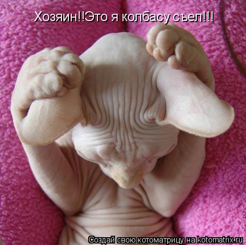 Котоматрица: Хозяин!!Это я колбасу съел!!!