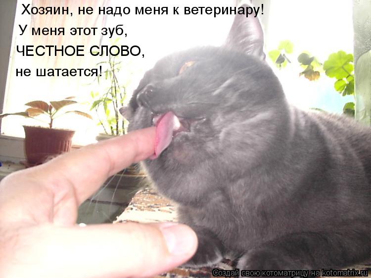 Котоматрица: У меня этот зуб, ЧЕСТНОЕ СЛОВО, не шатается! Хозяин, не надо меня к ветеринару!