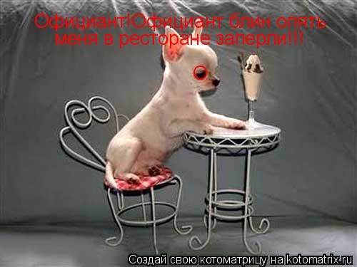 Котоматрица: О Официант!Официант блин опять   меня в ресторане заперли!!!
