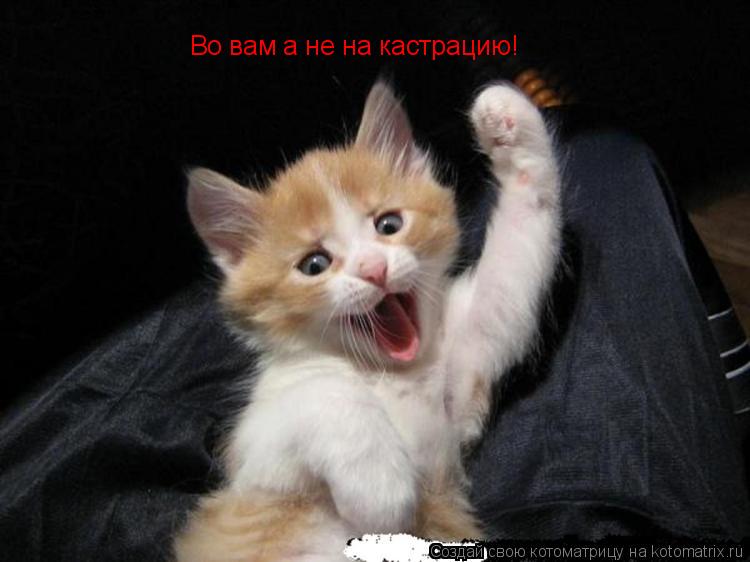 Котоматрица: Во вам а не на кастрацию!