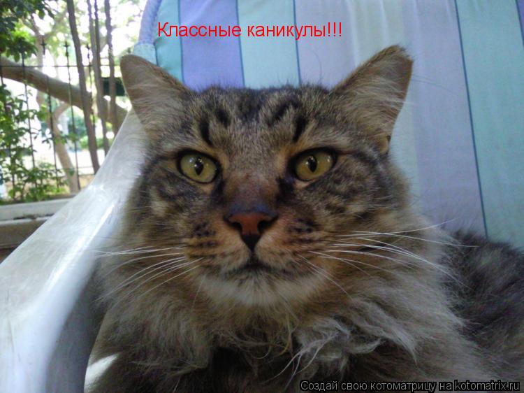 Котоматрица: Классные каникулы!!!