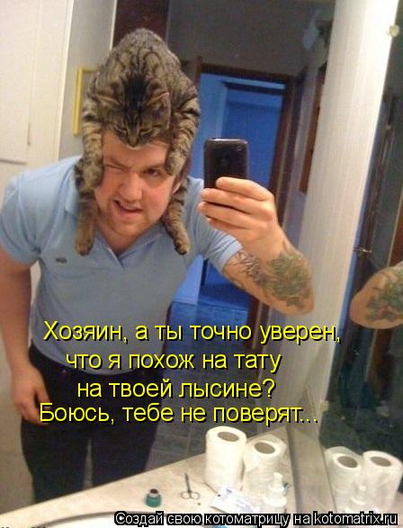 Котоматрица: Хозяин, а ты точно уверен, что я похож на тату  на твоей лысине? Боюсь, тебе не поверят...