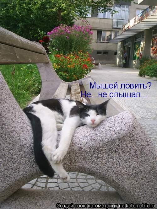 Котоматрица: Мышей ловить? Не...не слышал...