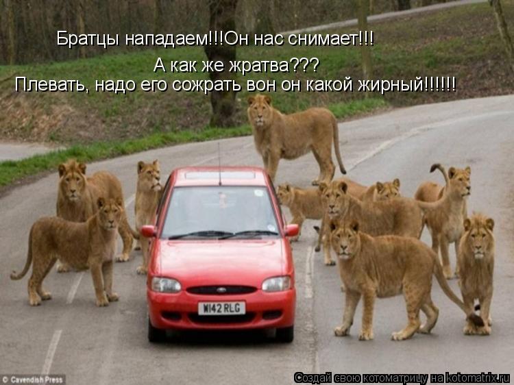 Котоматрица: Братцы нападаем!!!Он нас снимает!!! А как же жратва??? Плевать, надо его сожрать вон он какой жирный!!!!!!