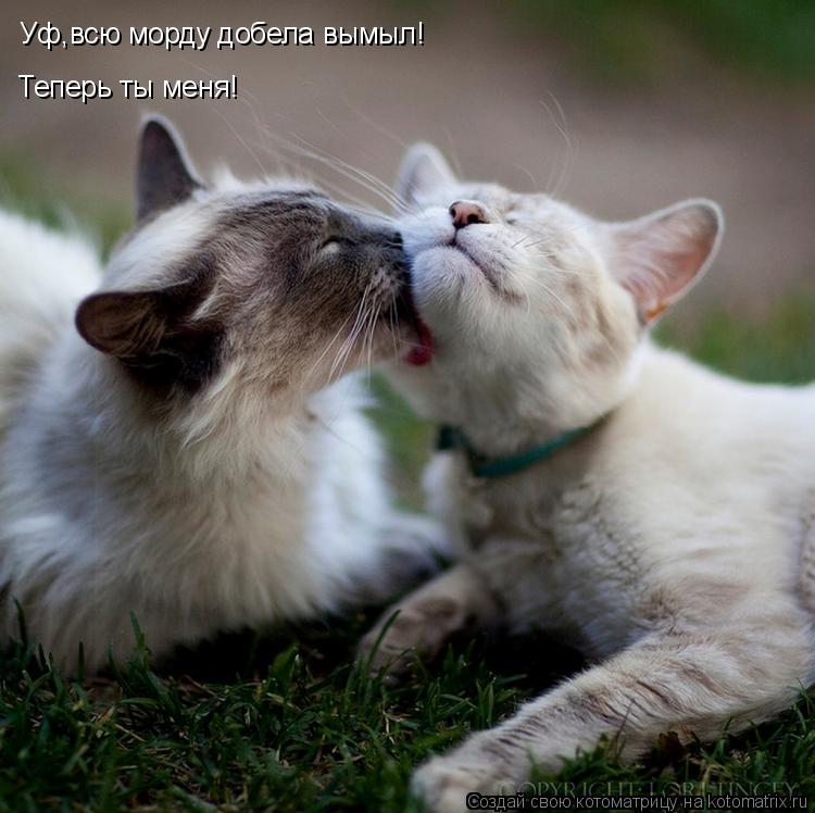 Котоматрица: Уф,всю морду добела вымыл! Теперь ты меня!
