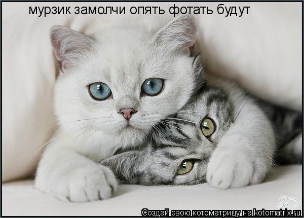 Котоматрица: мурзик замолчи опять фотать будут