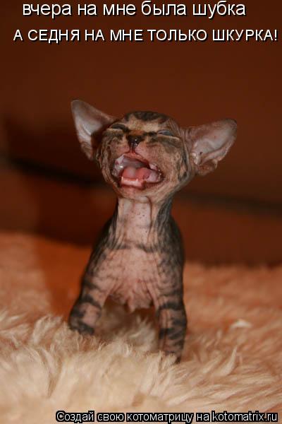 Котоматрица: вчера на мне была шубка А СЕДНЯ НА МНЕ ТОЛЬКО ШКУРКА!