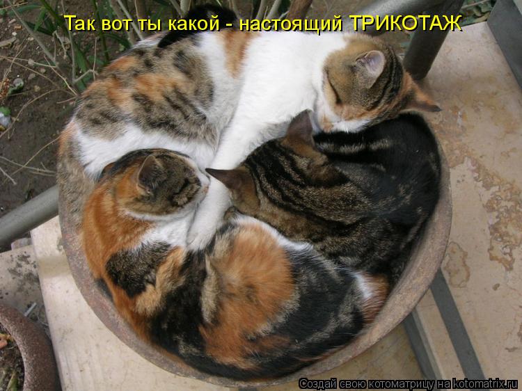 Котоматрица: Так вот ты какой - настоящий ТРИКОТАЖ