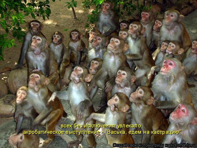 Котоматрица: акробатическое выступление - "Васька, едем на кастрацию" всех без исключения увлекало