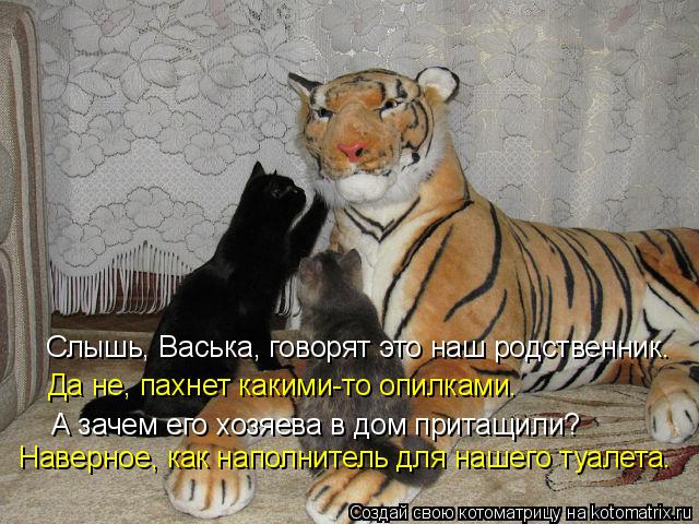 Котоматрица: Слышь, Васька, говорят это наш родственник. Да не, пахнет какими-то опилками. А зачем его хозяева в дом притащили? Наверное, как наполнитель д