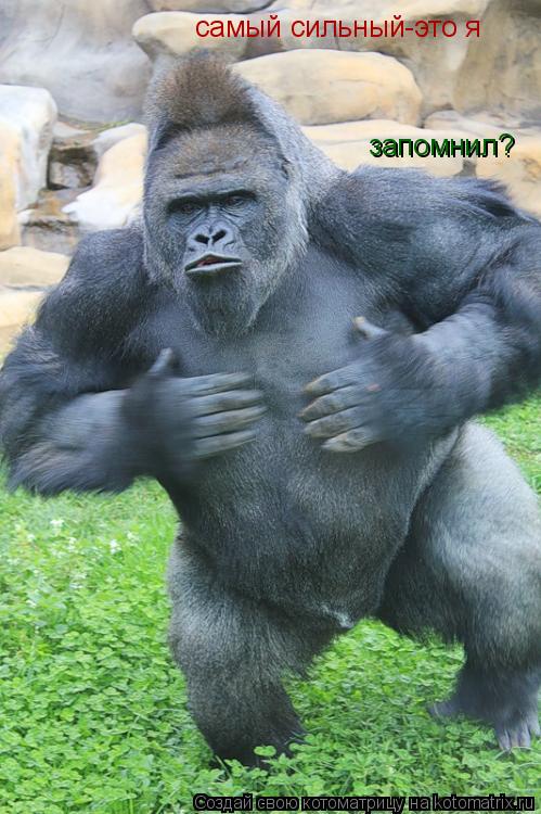 Котоматрица: самый сильный-это я запомнил?