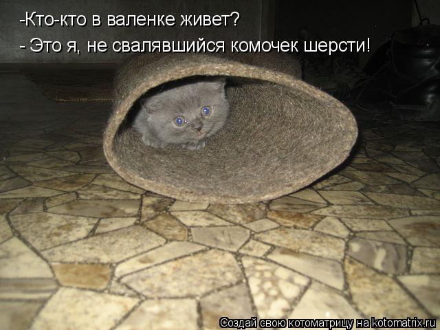 Котоматрица: -Кто-кто в валенке живет? - Это я, не свалявшийся комочек шерсти!