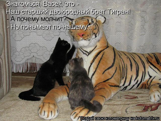Котоматрица: Знакомься, Васек, это - Наш старший двоюродный брат Тигран! - А почему молчит? - Нэ понымаэт по-нашему...