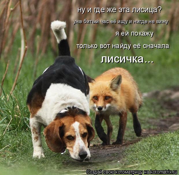 Котоматрица: ну и где же эта лисица? уже битый час её ищу и нигде не вижу я ей покажу только вот найду её сначала лисичка...