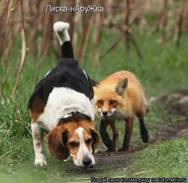 Котоматрица: Лиска-нАруЖка