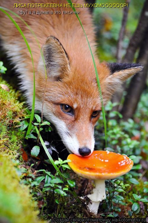 Котоматрица: ЛИСА ПОТРЕКЕЕВНА НЕ ЕШЬ МУХОМООООООР! тфу! а я думала это лисички