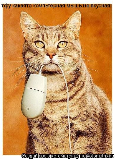 Котоматрица: тфу какаято компьтерная мышь не вкусная!