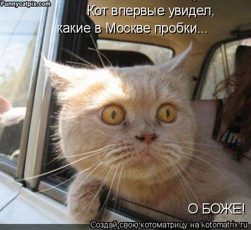 Котоматрица: Кот впервые увидел,  какие в Москве пробки... О БОЖЕ!