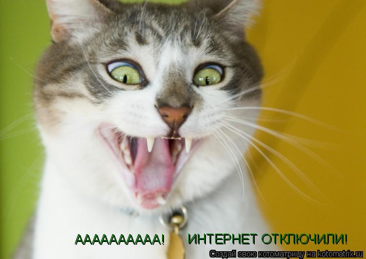 Котоматрица: ИНТЕРНЕТ ОТКЛЮЧИЛИ!  АААААААААА!