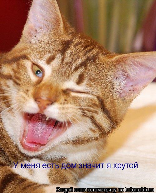 Котоматрица: У меня есть дом значит я крутой