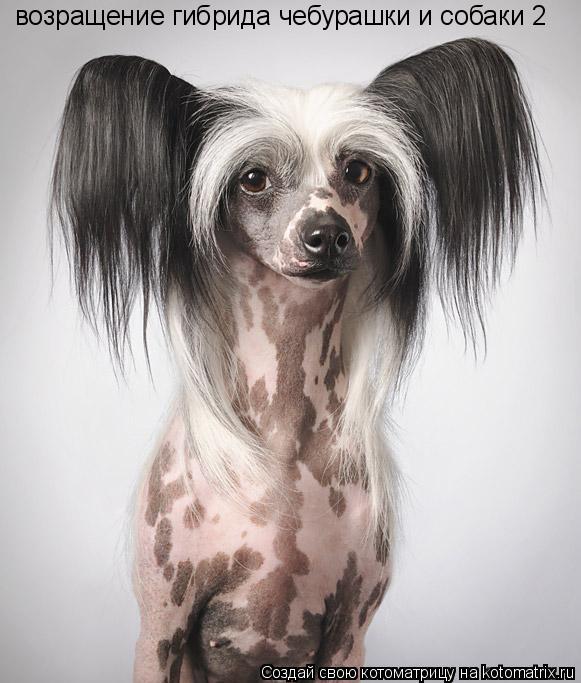 Котоматрица: возращение гибрида чебурашки и собаки 2